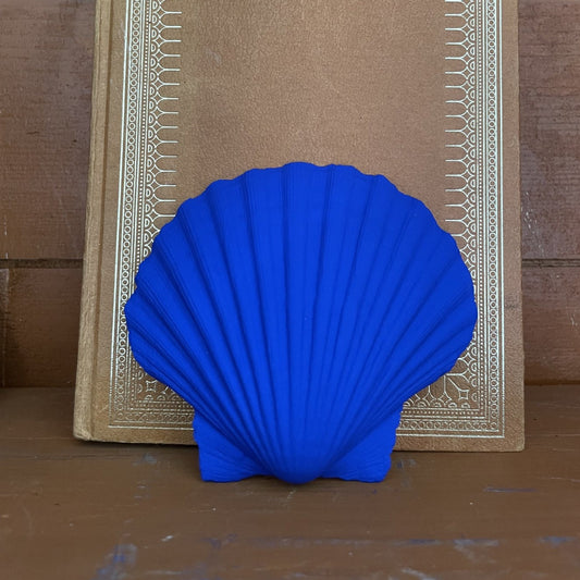 Pecten maximus